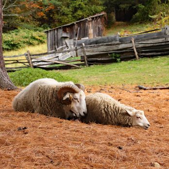Old Sturbridge Village - Sheep spooning LOL - Museums Near Me - Sturbridge, Massachusetts