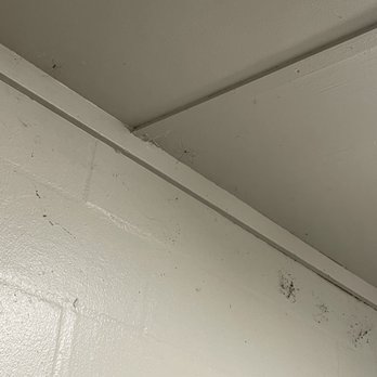 Springhead Park - 1 of 3 spiders and webs - Baseball Fields Near Me - Plant City, Florida