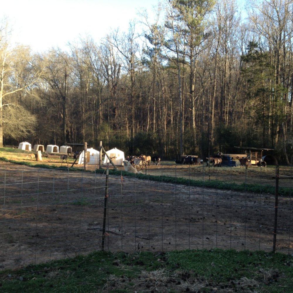 Split Creek Farm - Cheese Shops Near Me - Anderson, South Carolina Split Creek Farm - Cheese Shops Near Me - Anderson, South Carolina