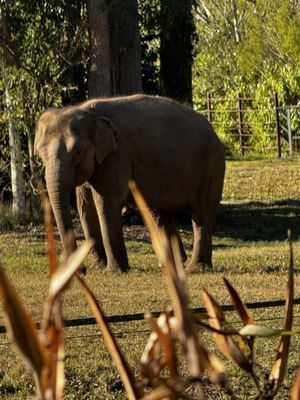 Australia Zoo by null