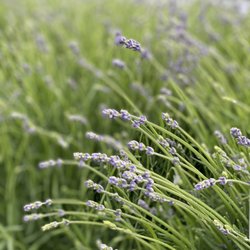 Plant Land - Lavender