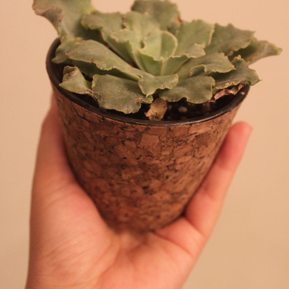 Therapy Stores - cool cork pot and succulent - Women's Clothing Near Me - Campbell, California Therapy Stores - cool cork pot and succulent - Women's Clothing Near Me - Campbell, California