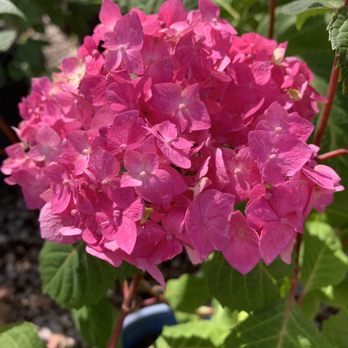 Peters Brothers Nursery - Hydrangea - Nurseries & Gardening Near Me - Madera, California Peters Brothers Nursery - Hydrangea - Nurseries & Gardening Near Me - Madera, California