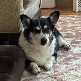 Pet Medic - Blue - Veterinarians Near Me - Warwick, Rhode Island Pet Medic - Blue - Veterinarians Near Me - Warwick, Rhode Island