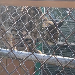 Lexus the bobcat Lexus the bobcat