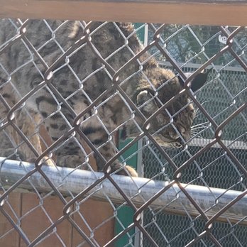 Wildhaven Ranch - Lexus the bobcat - Zoos Near Me - Cedar Glen, California Wildhaven Ranch - Lexus the bobcat - Zoos Near Me - Cedar Glen, California