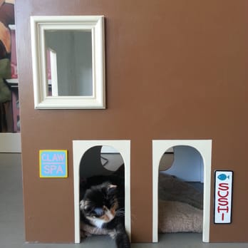 Cat Town - Animal Shelters Near Me - Oakland, California Cat Town - Animal Shelters Near Me - Oakland, California