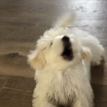 San Jose Puppies - Pet Services Near Me San Jose Puppies - Pet Services Near Me