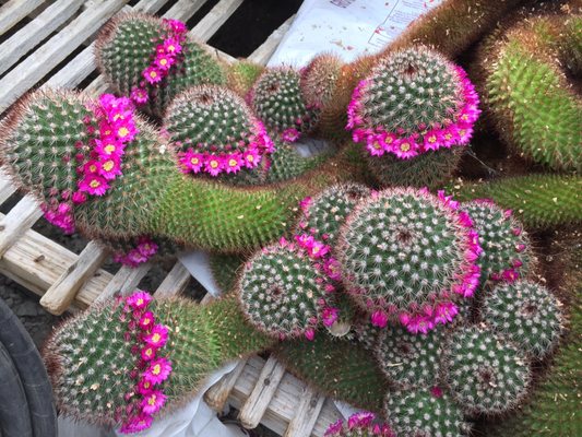 Early Bird Farm by null