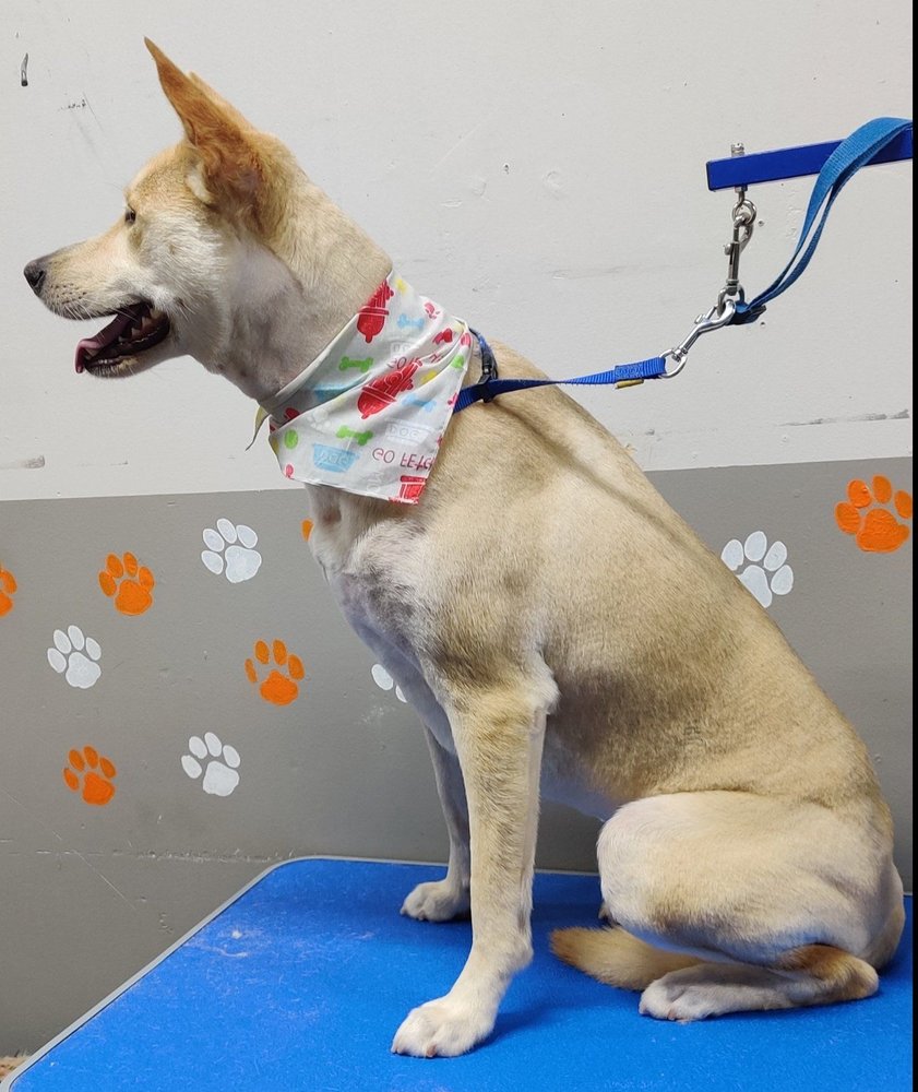 DOGGY DIP & CLIP Updated September 2024 38 Photos & 18 Reviews