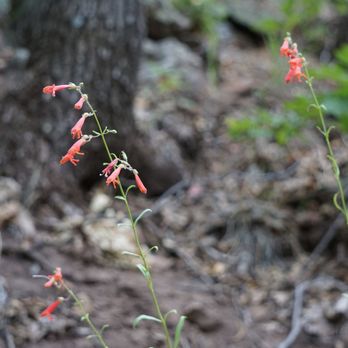 Prescott National Forest - Parks Near Me - Prescott, Arizona Prescott National Forest - Parks Near Me - Prescott, Arizona