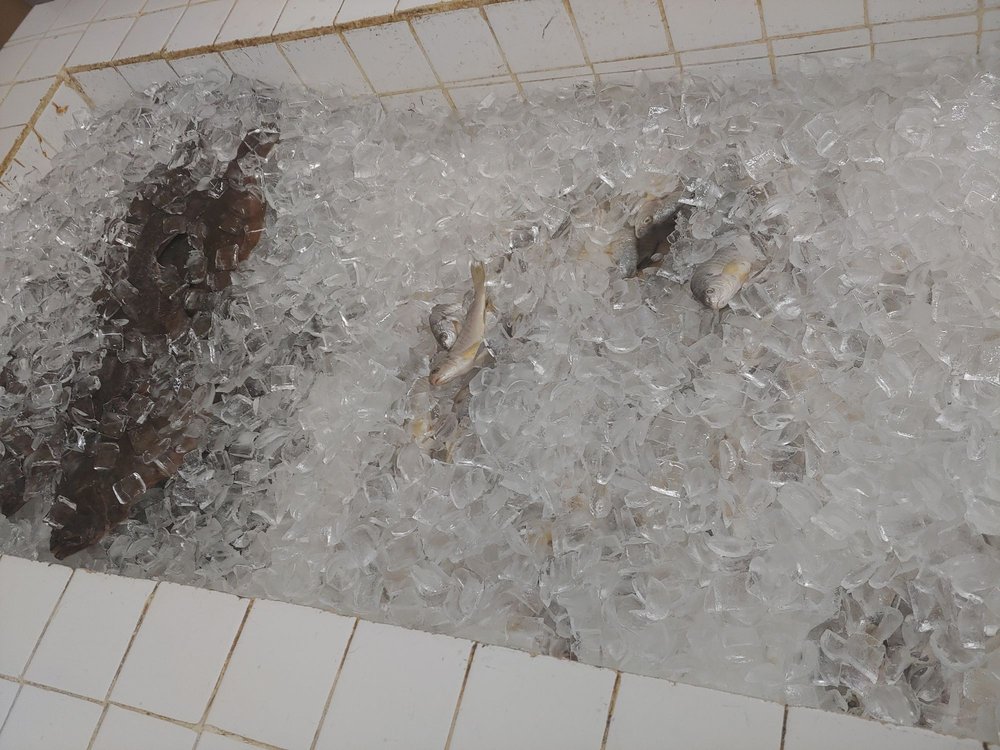 FRESH WATER FISH COMPANY Updated October 2024 12 Photos & 21