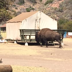 The Catalina Experience - It's dangerous if you look on the left you'll see feet someone almost got hurt by this bison & the staff doesn't do anything about it!