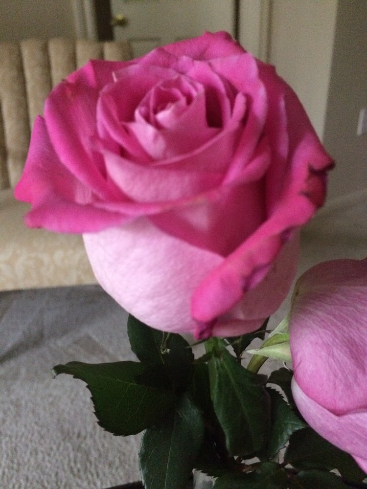 COUNTRY ROSE GARDEN 33 Photos & 26 Reviews 4905 Fannin St, Houston