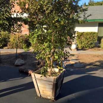 RJ Landscape Service - Hot dog! New trees going in! - Landscaping Near Me