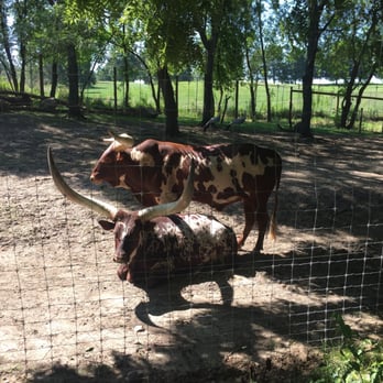 Blank Park Zoo - The Watusi were close today! - Zoos Near Me - Des Moines, Iowa Blank Park Zoo - The Watusi were close today! - Zoos Near Me - Des Moines, Iowa
