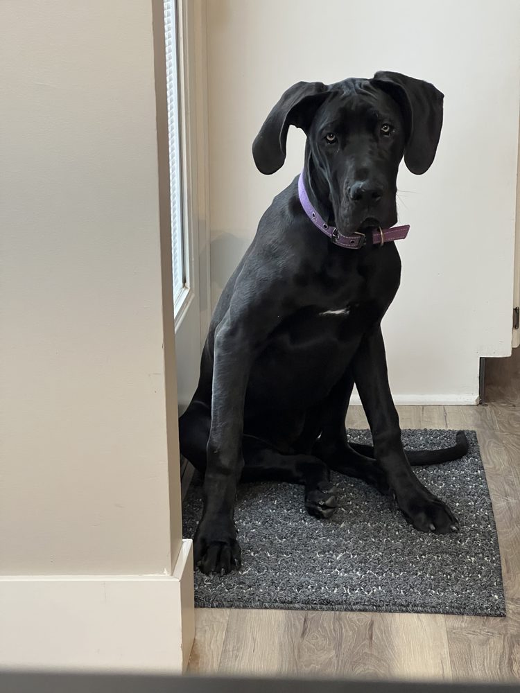 SKYLINE VETERINARY CLINIC Updated September 2024 1315 N 205th St