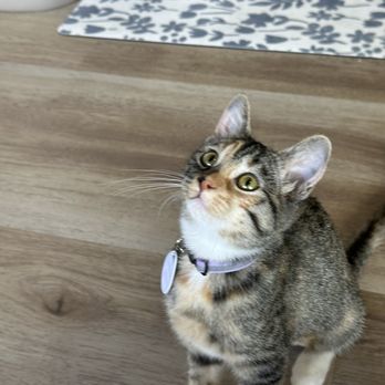 HUNTER’S KITTEN LOUNGE - Updated August 2025 - 70 Photos & 11 Reviews