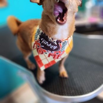 Tiffany's Barks N Bubbles - Prettiest girl ever. - Pet Groomers Near Me - Bethel Island, California