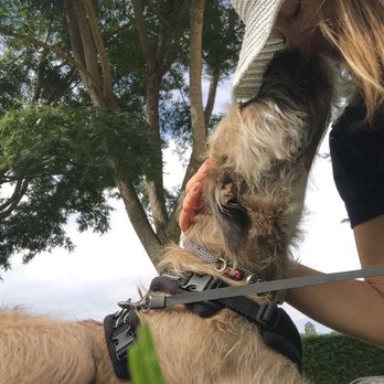 The Zen Pet - Dog Walkers Near Me