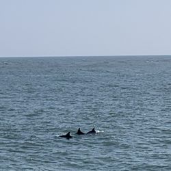 Cape May Whale Watcher - Pod of Bottlenose Dolphins