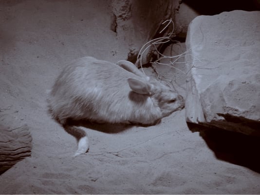 Adelaide Zoo by null