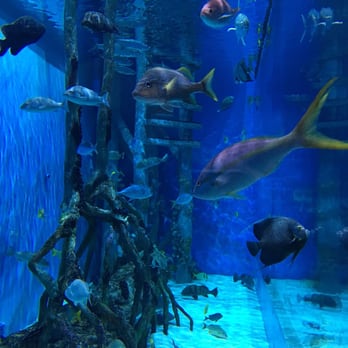 RumFish Grill and Sports Bar - More fish looking down the entire tank - Seafood Near Me - St Pete Beach, Florida
