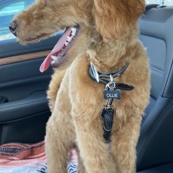It's A Miracle Dog Spa - Pet Training Near Me - Lebanon, New Jersey It's A Miracle Dog Spa - Pet Training Near Me - Lebanon, New Jersey