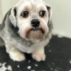 Bark Avenue - Such a pretty baby