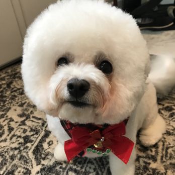Moving Dog Spa - Thank you - Pet Groomers Near Me