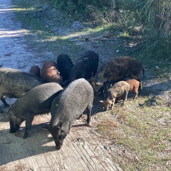 Babcock Ranch Eco Tours - Piggies and babies - Tours Near Me - Punta Gorda, Florida