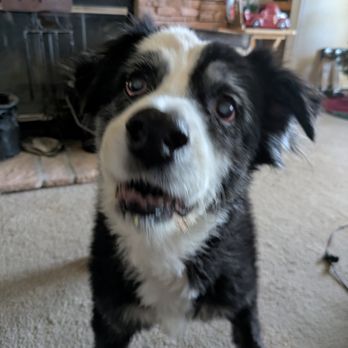 Compassionate Hands In Home Veterinary Services - Banjo - Pet Hospice Near Me Compassionate Hands In Home Veterinary Services - Banjo - Pet Hospice Near Me