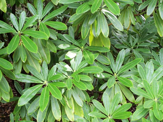 Rhododendron Species Botanical Garden by null