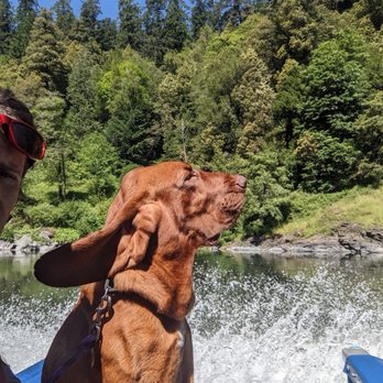 Jerry's Rogue Jets - Our bloodhound might end needed some sunglasses. - Boating Near Me - Gold Beach, Oregon Jerry's Rogue Jets - Our bloodhound might end needed some sunglasses. - Boating Near Me - Gold Beach, Oregon