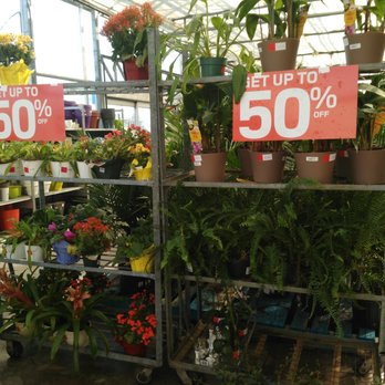Rona - a variety of potted plants for sale - General Contractors Near Me - Scarborough, Ontario Rona - a variety of potted plants for sale - General Contractors Near Me - Scarborough, Ontario