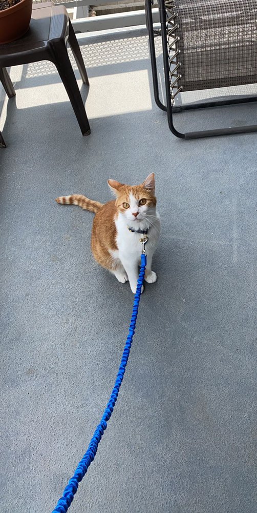 LIAMS PET SITTERS Request an Appointment Tampa, Florida Pet