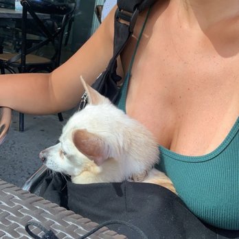 Up Thai - Brought my dog in for lunch outside! - Thai Near Me - New York, New York