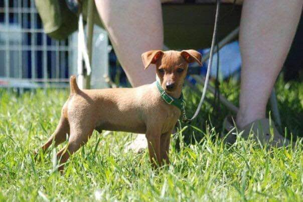 dog training red deer