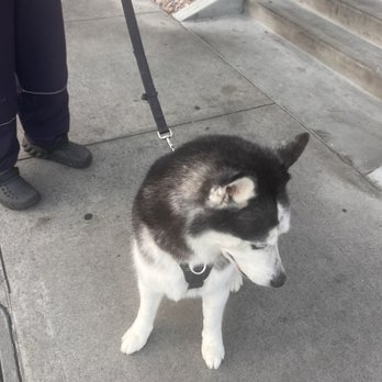 Vinny’s Wolfpack - Pet Groomers Near Me
