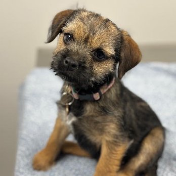 lind's border terrier - Maisie's first day with us. - Pet Breeders Near Me lind's border terrier - Maisie's first day with us. - Pet Breeders Near Me