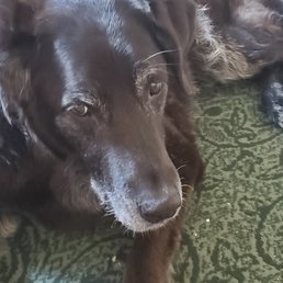 Our Annie, who loves the Kirkland mature, large breed dog food