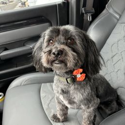 Groomed Dog Groomed Dog