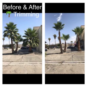 Proline Landscape - before and after trimming - Tree Services Near Me - Riverside, California Proline Landscape - before and after trimming - Tree Services Near Me - Riverside, California