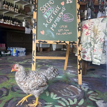 The Olive Grove - Olive Grove Store and Henrietta the chicken!! - Venues & Event Spaces Near Me - Brooksville, Florida The Olive Grove - Olive Grove Store and Henrietta the chicken!! - Venues & Event Spaces Near Me - Brooksville, Florida