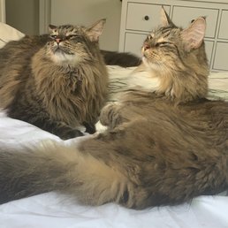 Simba and Nala