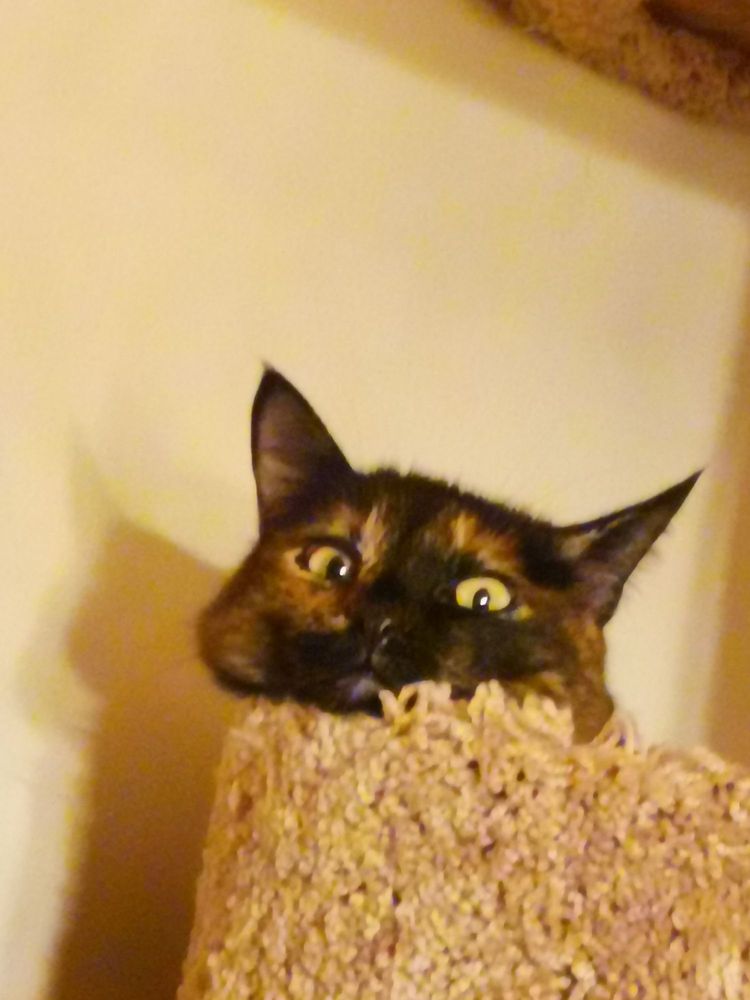 EASTLAKE VETERINARY HOSPITAL 25 Photos & 169 Reviews 1536 Eastlake