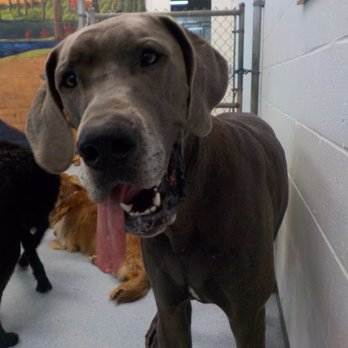 Suite Paws - Pet Sitting Near Me - Raleigh, North Carolina Suite Paws - Pet Sitting Near Me - Raleigh, North Carolina