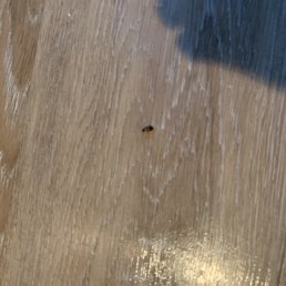 cockroach 1 in my unit