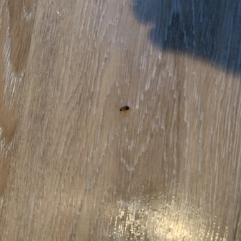 El Greco Lofts - cockroach 1 in my unit - Apartments Near Me - Los Angeles, California
