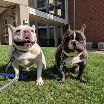 Sit Stay Play - Eddie and Tank - Dog Walkers Near Me - Tulsa, Oklahoma